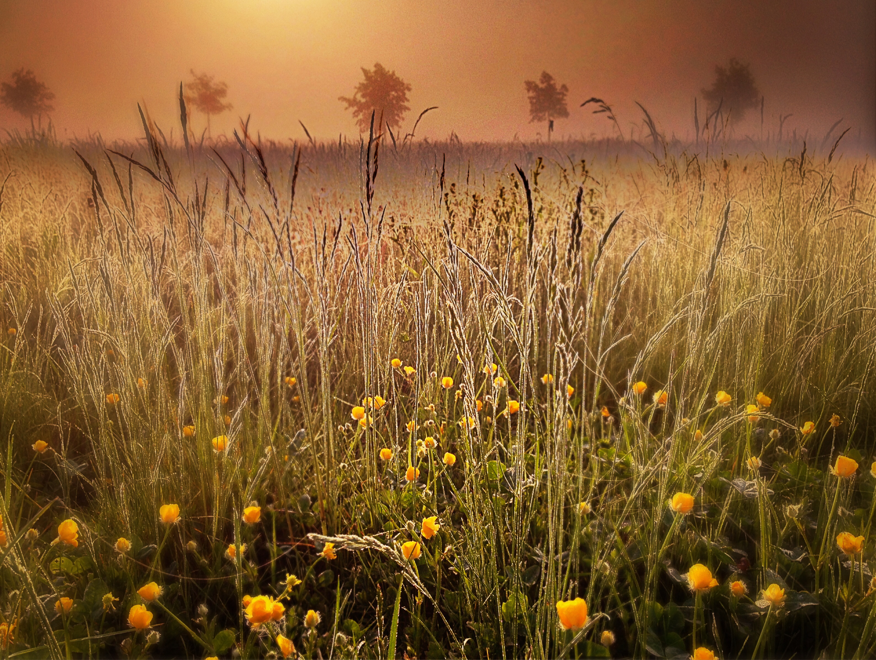 Misty Field yellow flowers, dew warm sun